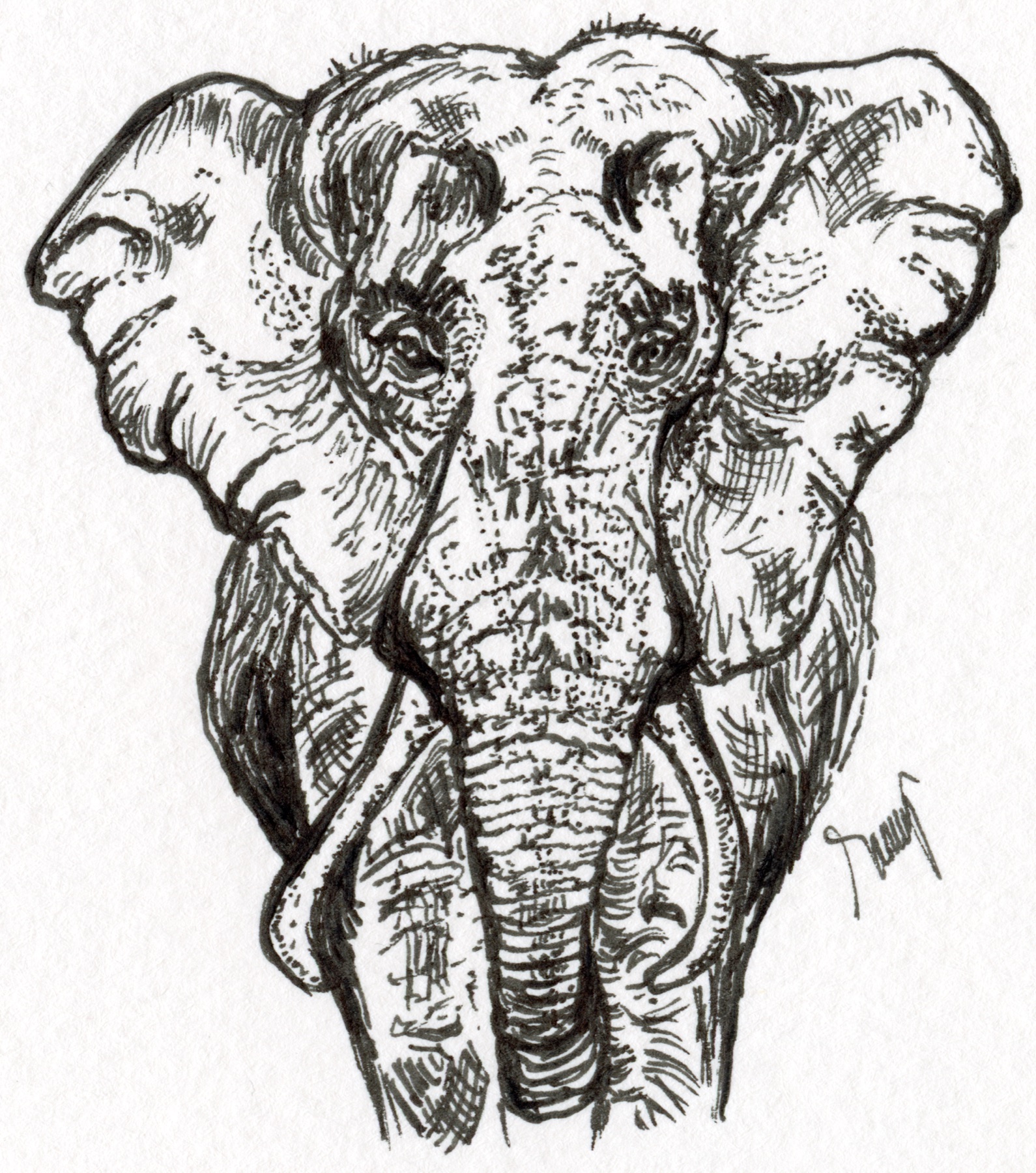 Elephant ink drawing by Tammy Nelson